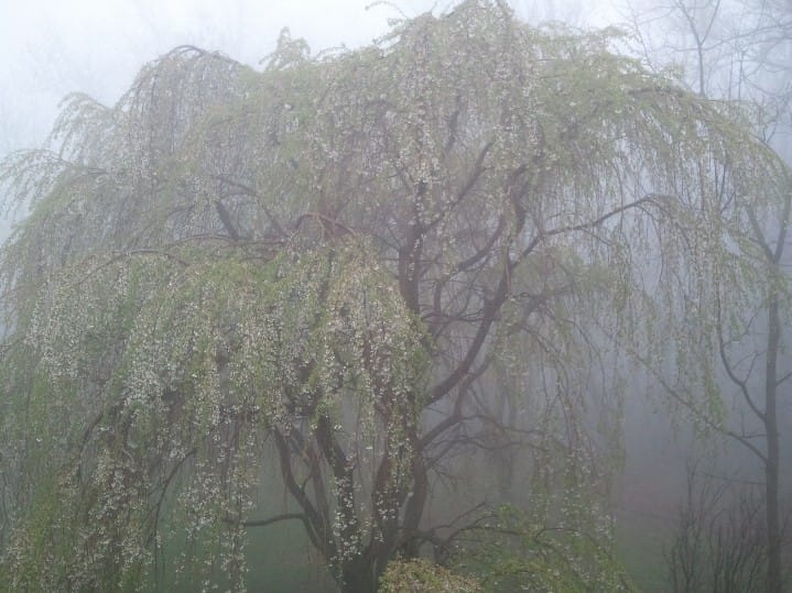 Damascus and Christmas